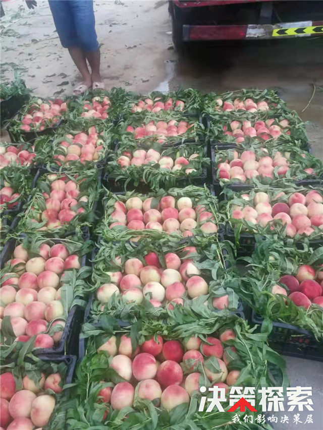 千亩柑橘获丰收农民笑颜增收忙,千亩桃园迎来丰收季群众喜增收