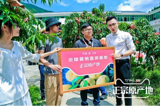 炎陵黄桃品牌,炎陵黄桃品牌排行