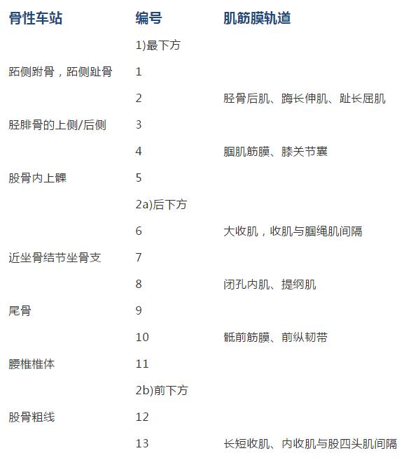 康复治疗技术人体解剖学,12条筋膜链解析及治疗手法