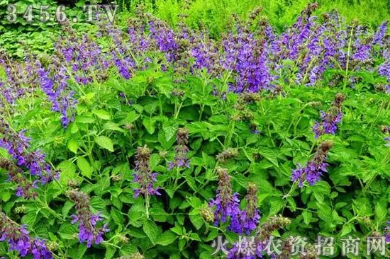 杂草影响作物收成的原因,荒地杂草除草剂效果不好怎么办