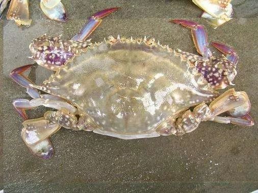 秦皇岛赶海哪里有螃蟹,秦皇岛蟹贝湾赶海