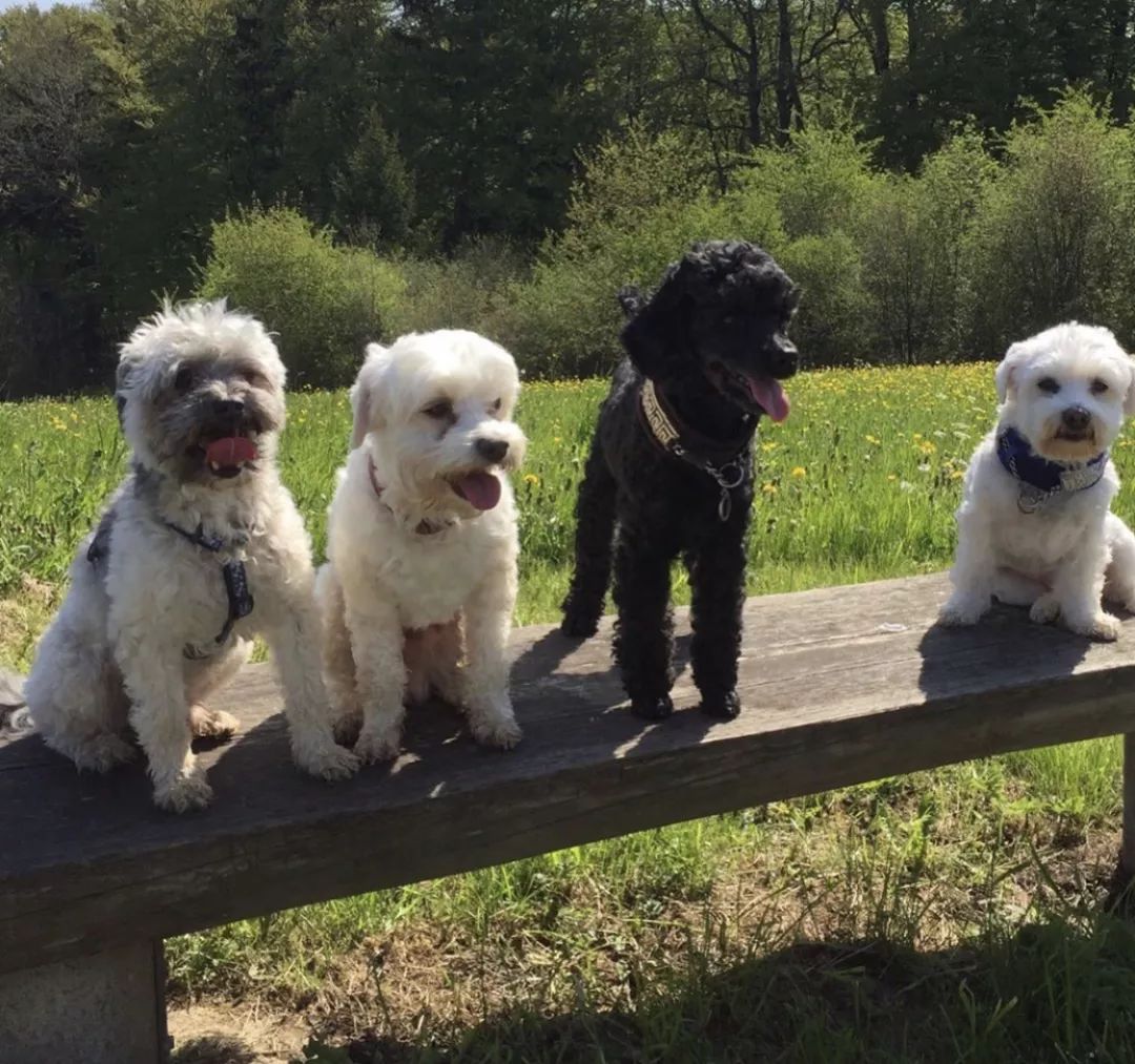 12种爱犬领你参观它们的老家