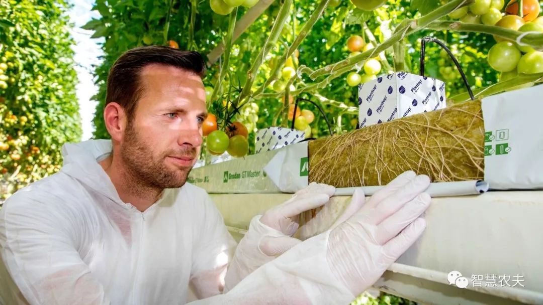 知农道农无土栽培实操技术,无土栽培的知识