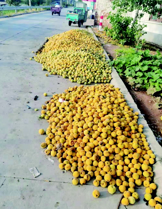 平邑县千亩黄桃,山东黄桃滞销