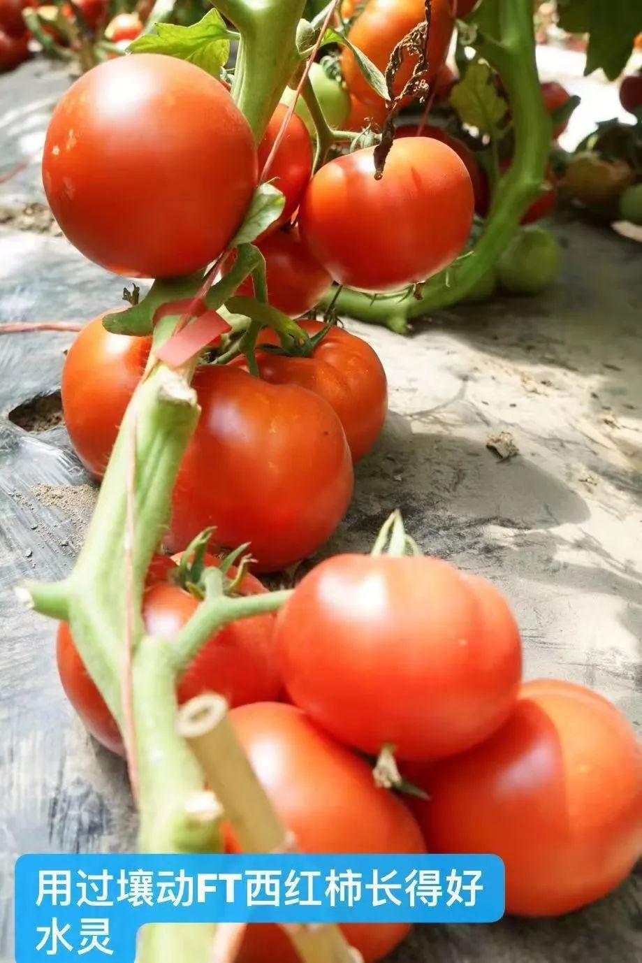 用它种菜比化肥还好,蔬菜制种问题