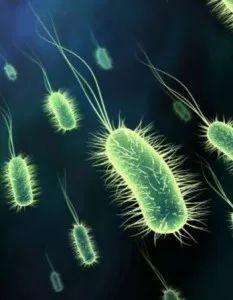 akk益生菌,益生菌akk瘦子菌推荐