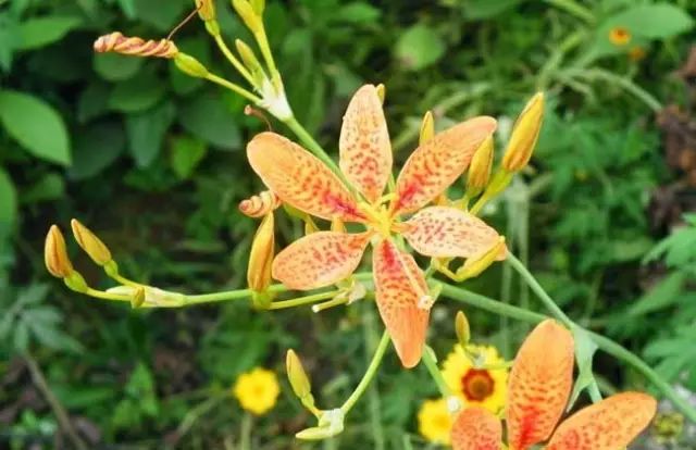 一吹即散的蒲公英图片,一吹就散的蒲公英什么意思