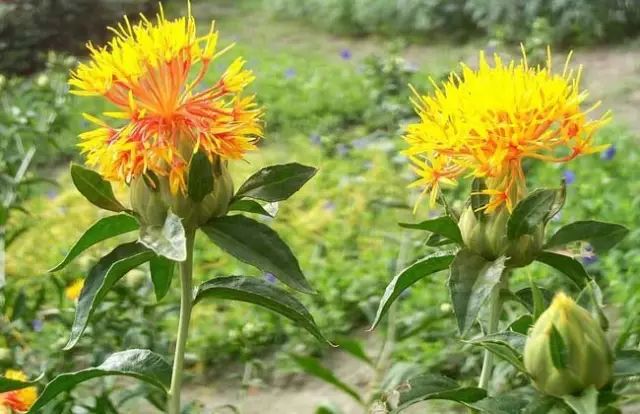 一吹即散的蒲公英图片,一吹就散的蒲公英抖音视频