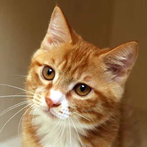 领养自贡富顺的孩子,领养孩子的视频小豆花