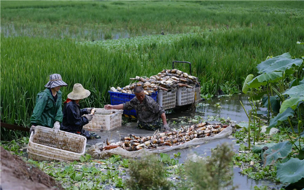 爱上古诗之夏日田园杂兴,跟读古诗四时田园杂兴