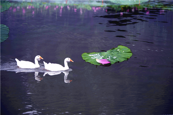 爱上古诗之夏日田园杂兴,跟读古诗四时田园杂兴