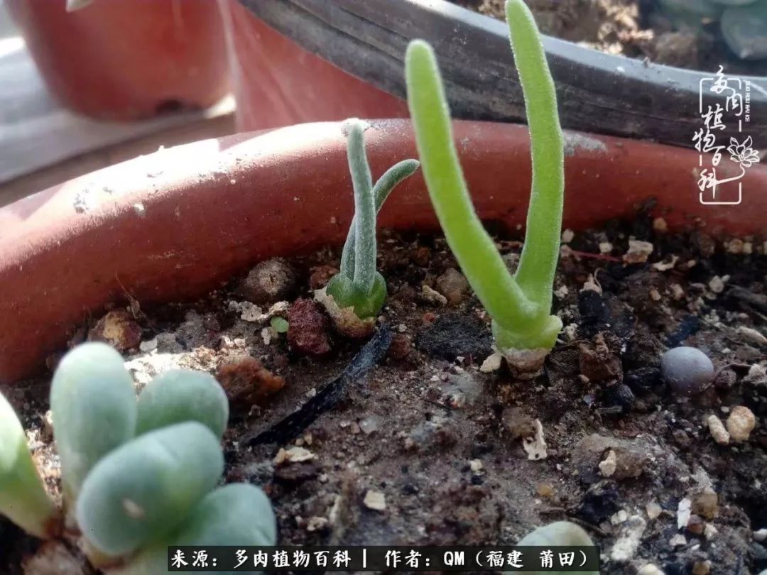 无尽的多肉!陪我走过七年人生之旅