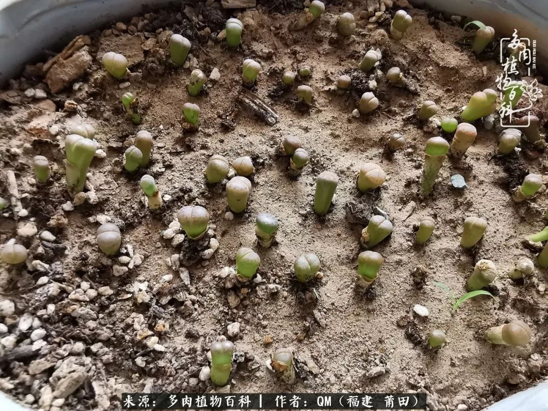 无尽的多肉！陪我走过七年人生之旅