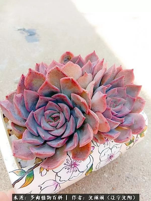 心若向阳无惧晴天,心若向阳不畏风雨