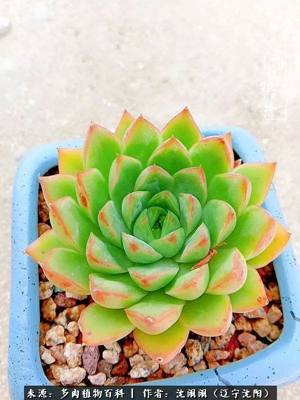 心若向阳无惧晴天,心若向阳不畏风雨