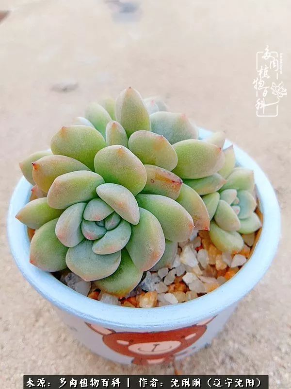 心若向阳无惧晴天,心若向阳不畏风雨