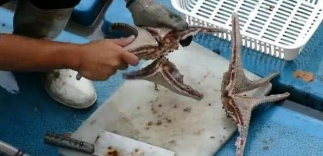 怎样吃海星,怎么吃海星不拉肚子