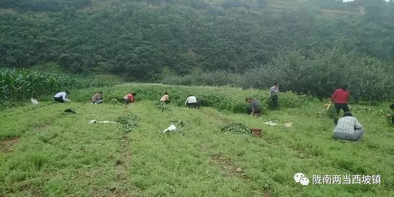 合作社带头贫困户增收,农民专业合作社带动贫困户分红