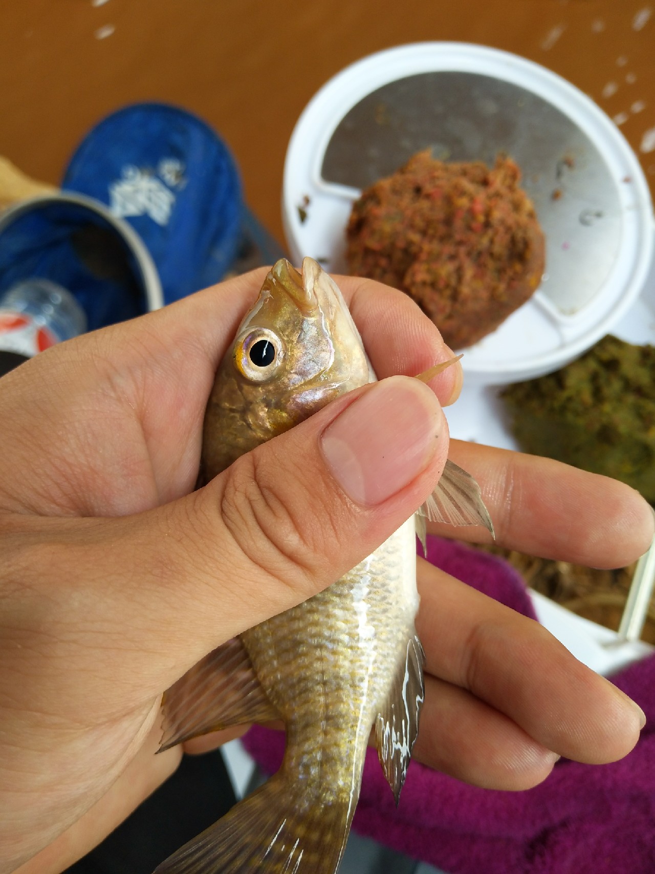 一不小心成坑冠，奈何狂拉还是败给网工...