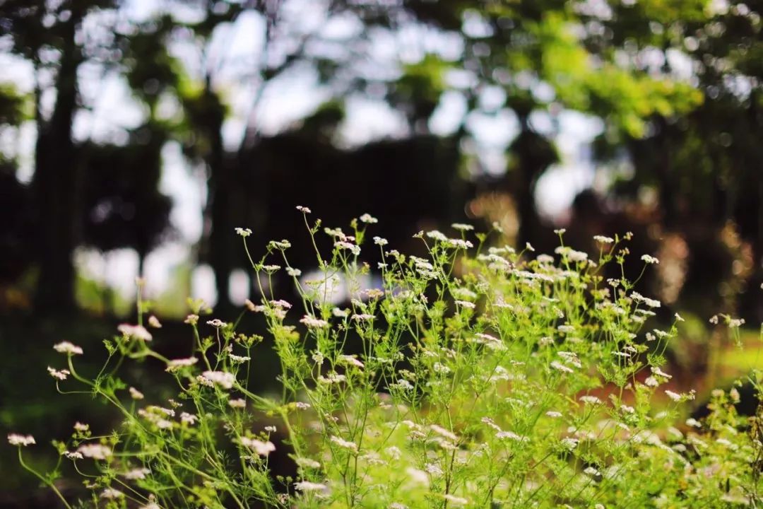 爱情表白最感动的句子古诗,古人描写爱情的古诗词100句