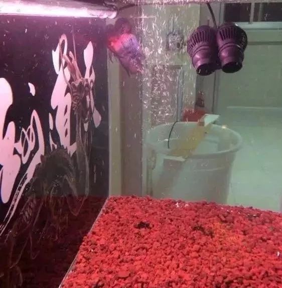 罗汉鱼开缸全过程,罗汉缸需要多少钱