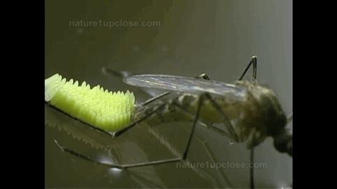 为什么有一些蚊子会飞还会叮人,为什么会有蚊子这种生物有趣回答