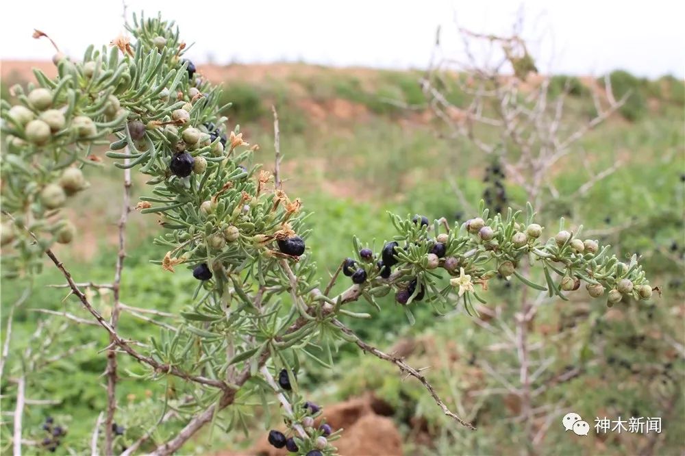 90后小伙子带村民致富,90后小伙带领全村人致富后续