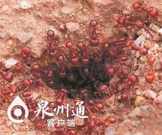 最近被抓的毒虫,警惕这种虫有人被咬后差点没命