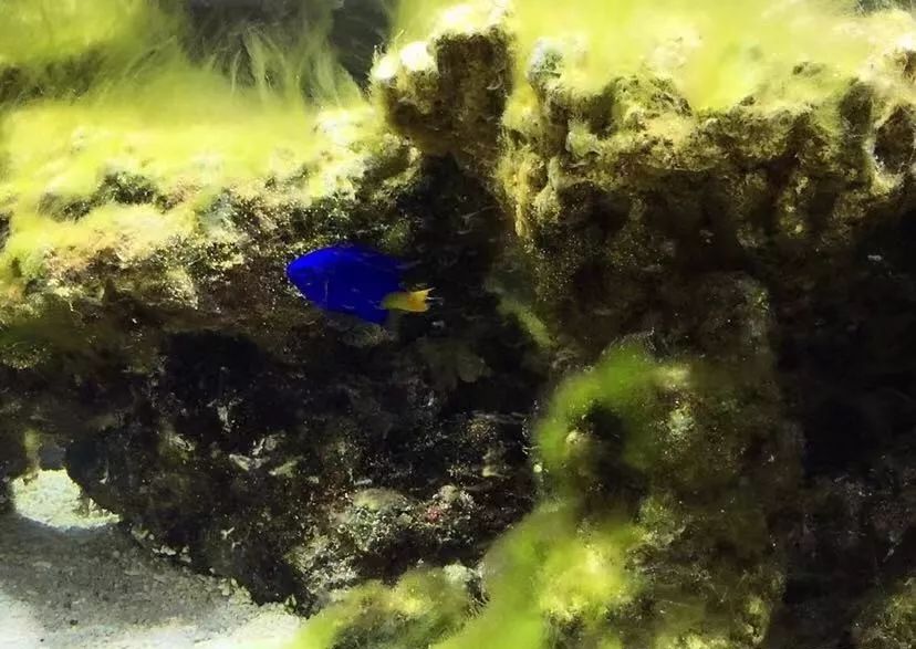 刚开缸爆藻的原因,爆藻期间藻断了