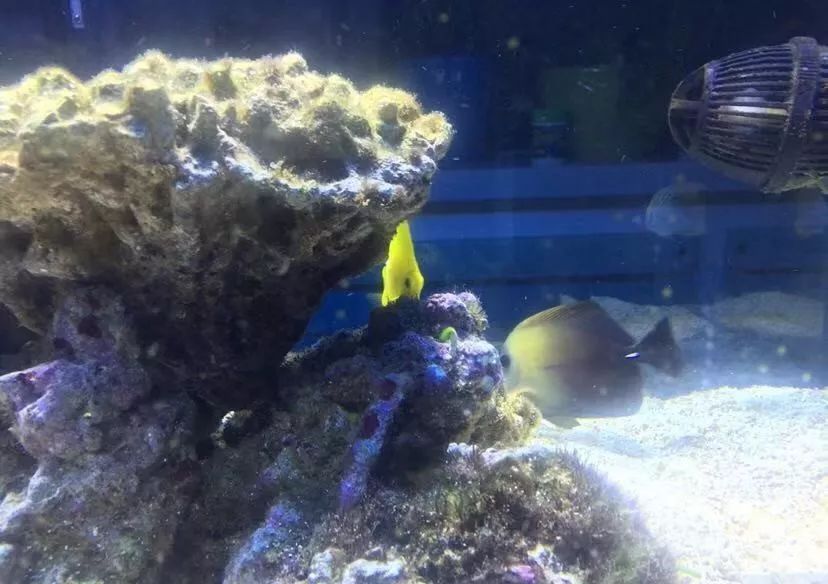 刚开缸爆藻的原因,爆藻期间藻断了