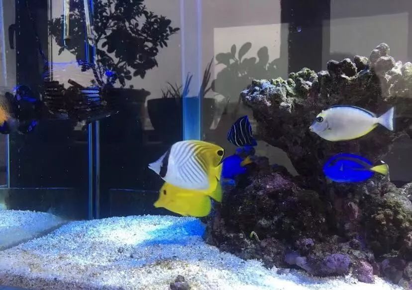 刚开缸爆藻的原因,爆藻期间藻断了