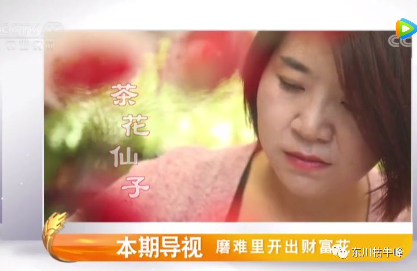 东川茶花仙子,茶花仙子诗全文