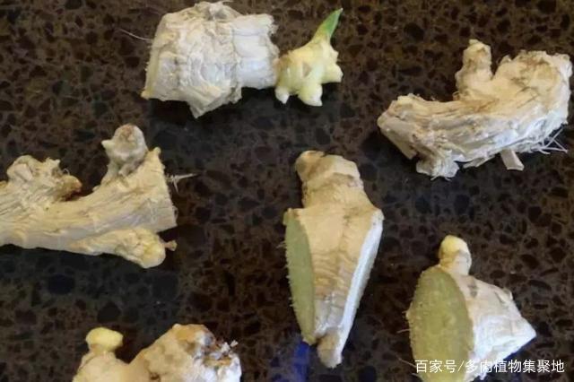 张大妈盆栽生姜，每隔30天摘一茬，吃3个月