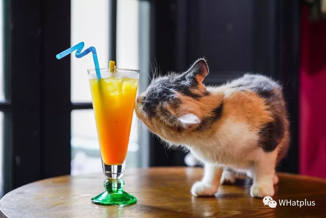 5家猫咖店200只猫，这对夫妻治愈无数武汉人