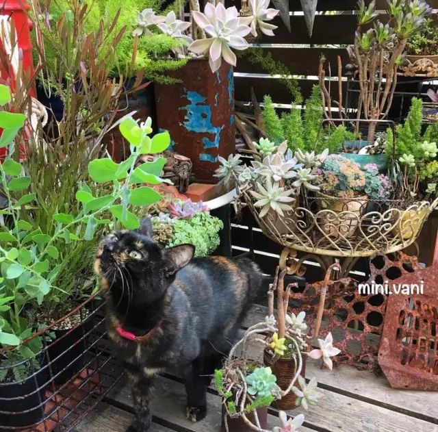 当破铜烂铁碰上多肉，这美度居然还能翻倍