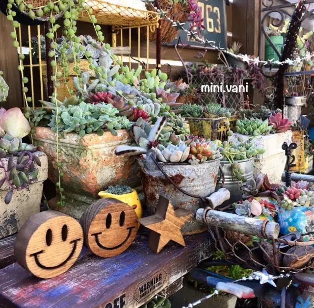 当破铜烂铁碰上多肉，这美度居然还能翻倍