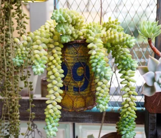 当破铜烂铁碰上多肉，这美度居然还能翻倍