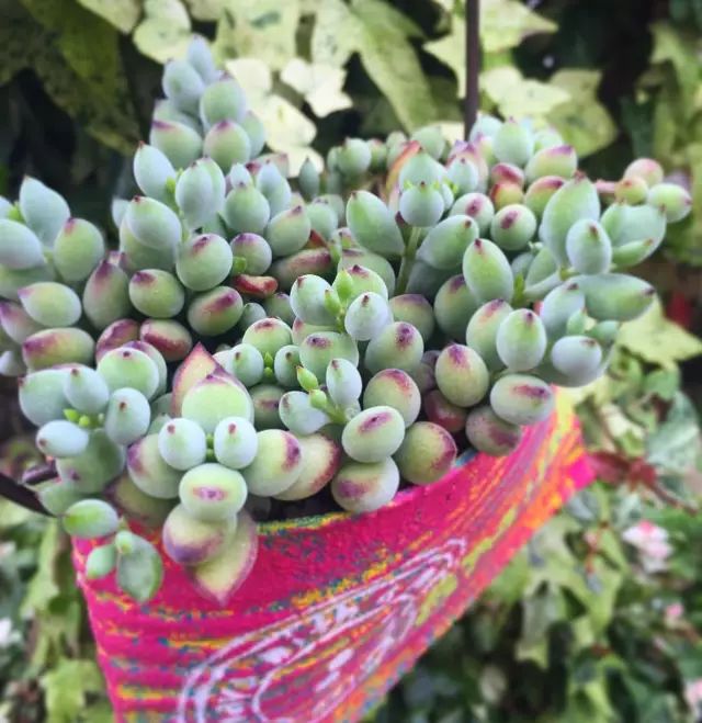 当破铜烂铁碰上多肉，这美度居然还能翻倍