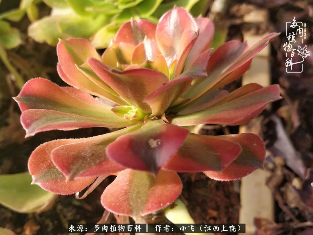 多肉法师品种科普之常见法师锦,法师多肉新品种锦光辉