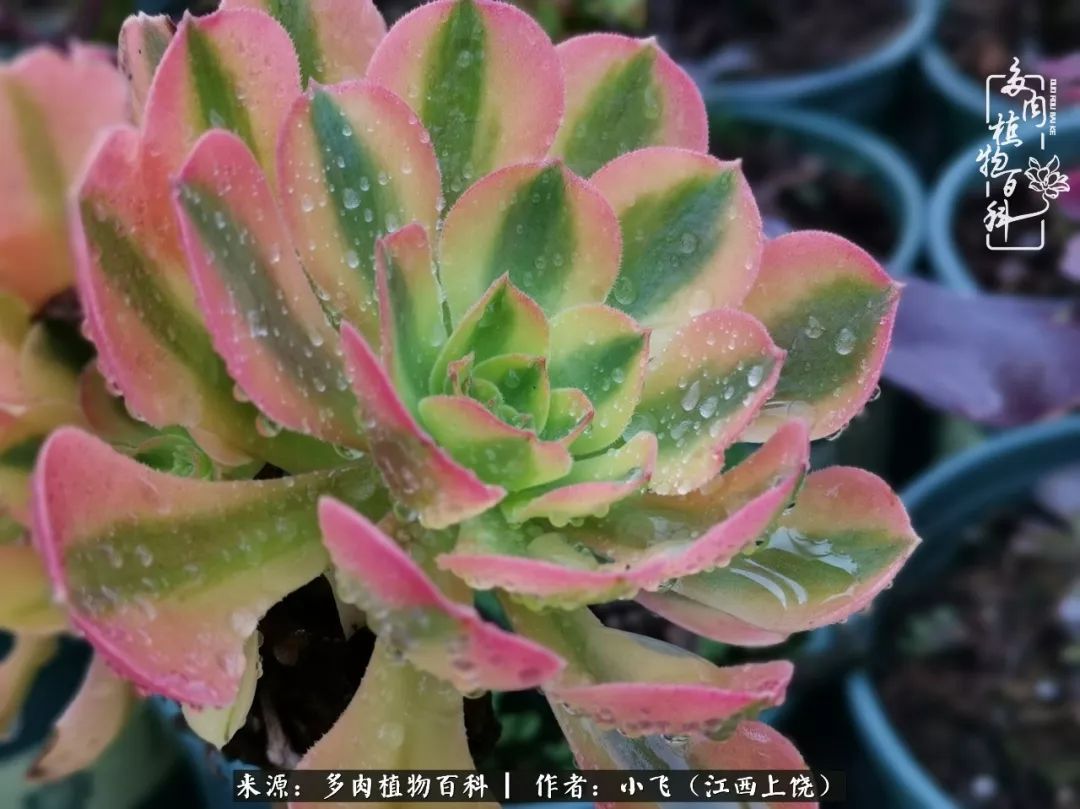 多肉法师品种科普之常见法师锦,法师多肉新品种锦光辉