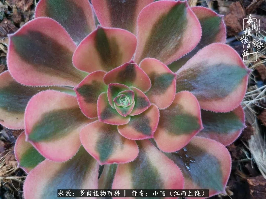 多肉法师品种科普之常见法师锦,法师多肉新品种锦光辉