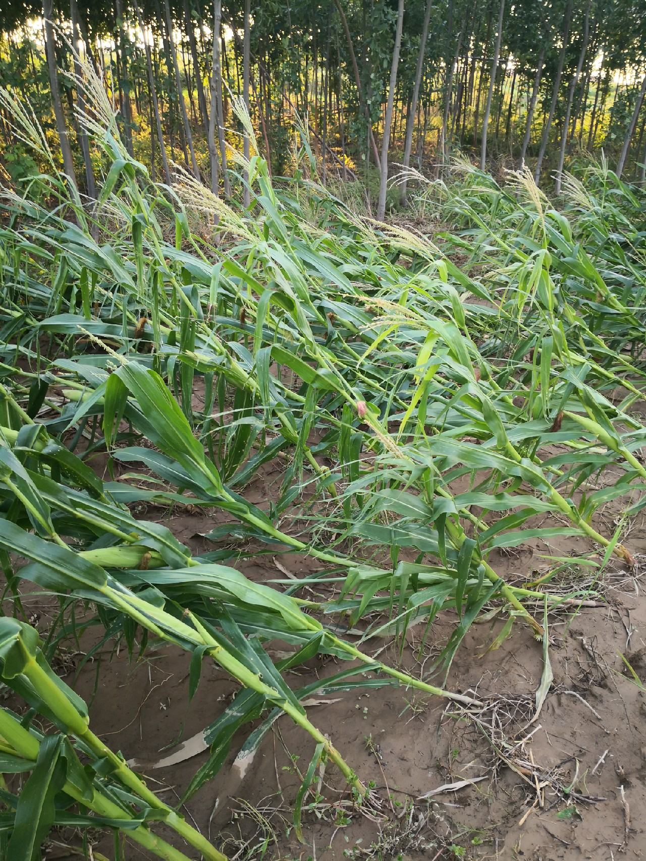 夕阳西下钓鱼人,夕阳西下钓鱼人在河边