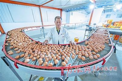 青岛田瑞蛋鸡,青岛田瑞集团引领蛋鸡发展新模式