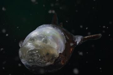 世界上长得像外星人的海洋生物,外星海洋生物图片