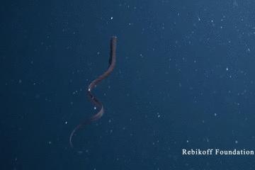 世界上长得像外星人的海洋生物,外星海洋生物图片