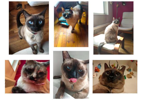 google科学家,google学术搜索综述文章