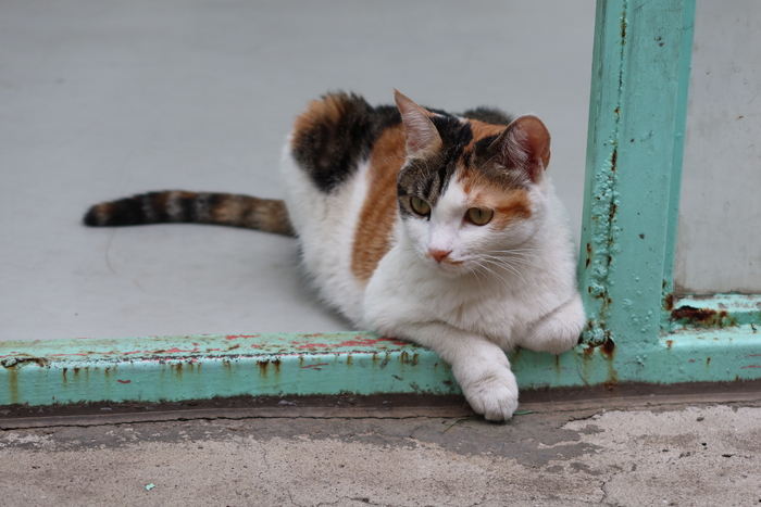 口袋vlog摄影机,口袋相机拍摄vlog视频