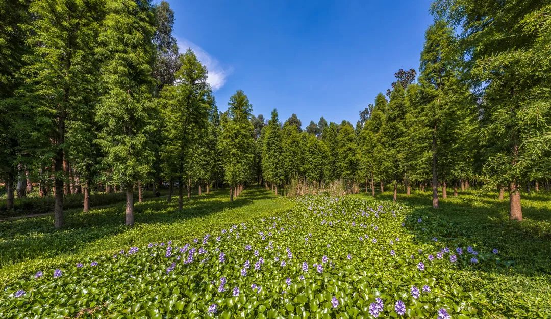 春城秀风光,春城秀昆明一座有温度的城市