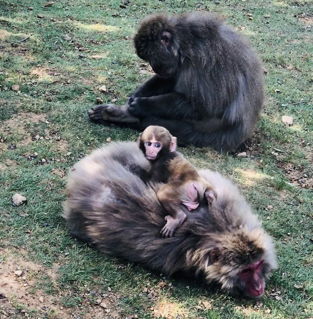 一枚熊孩子+三位高龄老人，携老扶幼的superhard模式，照样玩转日本自由行