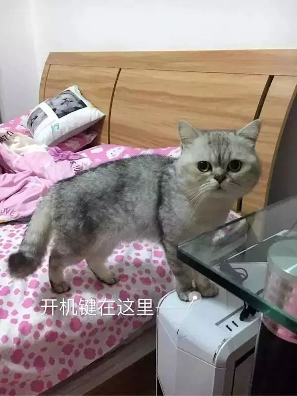 千万别养猫,来自万千网友的血泪控诉
